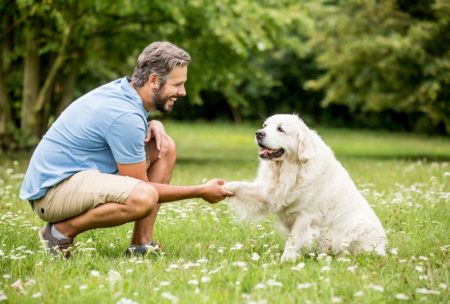 Dog Training: Natural Remedies For Dogs