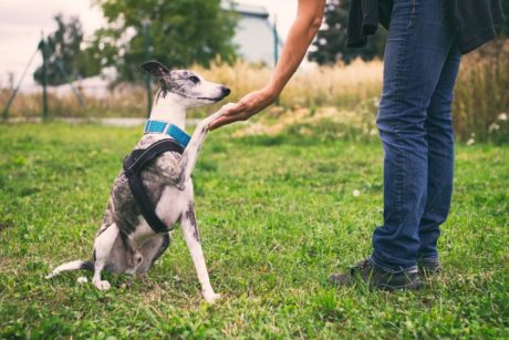 A Complete Pet Training Masterclass