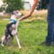 a person gently pets a dog on the grass, illustrating the bond and understanding in animal psychology