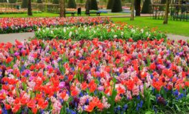 bed of flowers showing the design of a garden