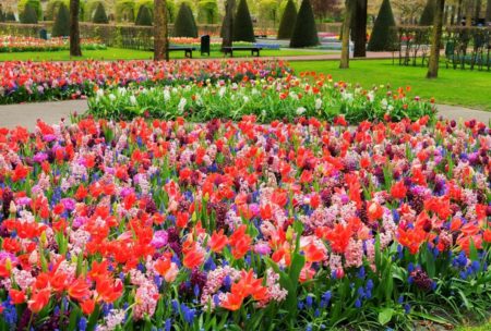 bed of flowers showing the design of a garden