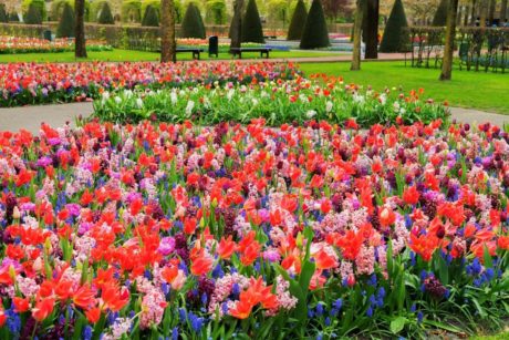 bed of flowers showing the design of a garden