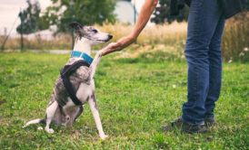Dog Training: Running A Dog Training Business