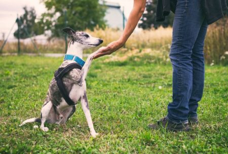 Dog Training: Running A Dog Training Business