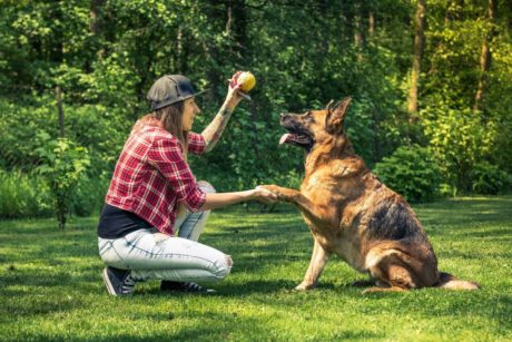 Dog Training: Become A Dog Trainer