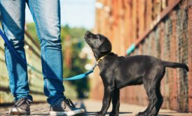 Dog Training: Leash Training Simple Methods