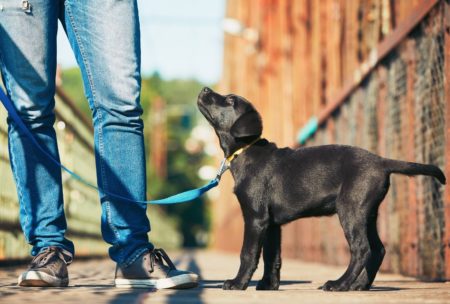 Dog Training: Leash Training Simple Methods