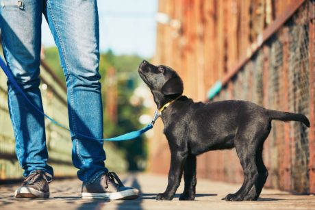 Dog Training: Leash Training Simple Methods