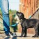 Dog Training: Leash Training Simple Methods