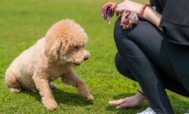Dog Training: A-Z Guide To Puppy and Dog Training