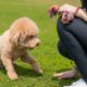 Dog Training: A-Z Guide To Puppy and Dog Training