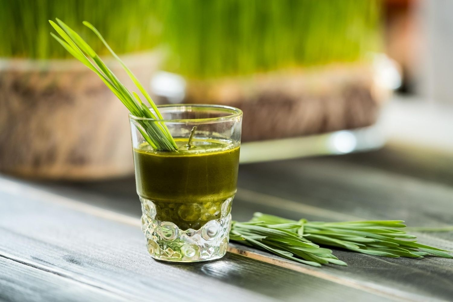 Wheatgrass How To Grow And Juice A Superfood In 7 Days Skill Success