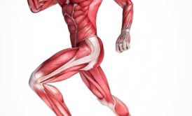 body kinesiology muscle