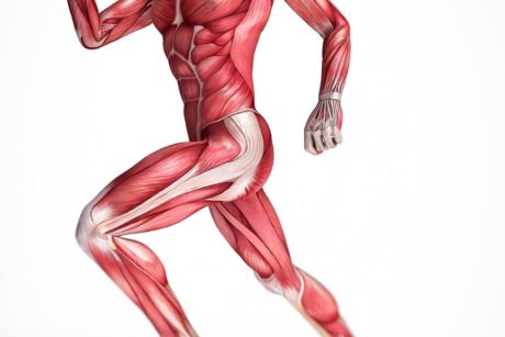 body kinesiology muscle