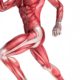 body kinesiology muscle