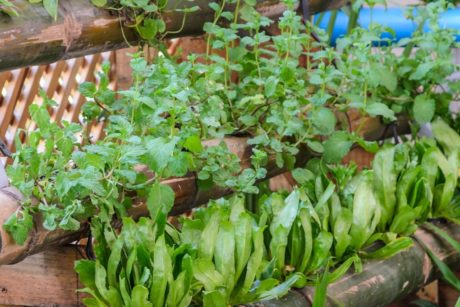 home herb garden