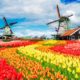 colorful dutch landscape windmills and flowers