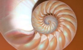 shell fibonacci sequence