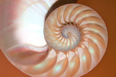 shell fibonacci sequence