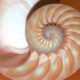 shell fibonacci sequence