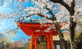 red japanese shrine and cherry blossoms