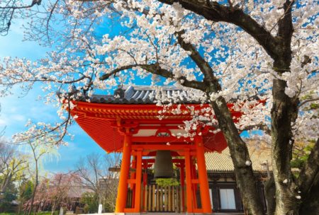 red japanese shrine and cherry blossoms