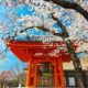 red japanese shrine and cherry blossoms