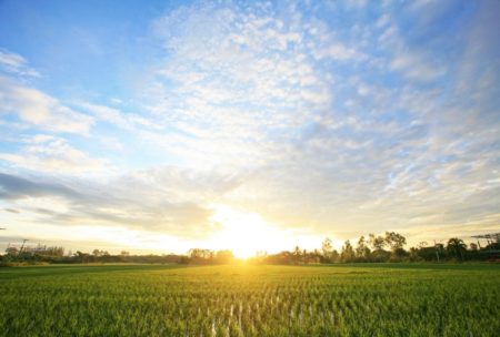 afternoon sun setting over a lush field