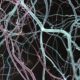 close up of red and blue neurons