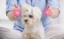 woman practicing reiki on pet dog
