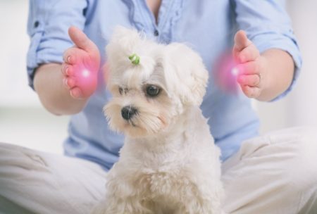 woman practicing reiki on pet dog