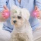 woman practicing reiki on pet dog