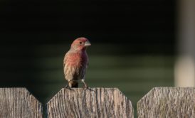 bird sitting on fence