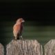 bird sitting on fence