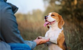 man training pet dog