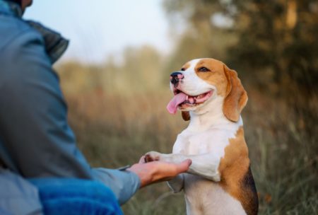 man training pet dog