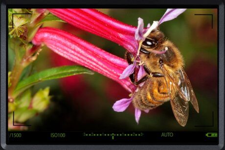 Macro Photography And Focus Stacking Made Easy